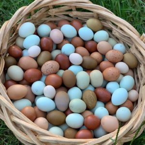 incubating quail eggs