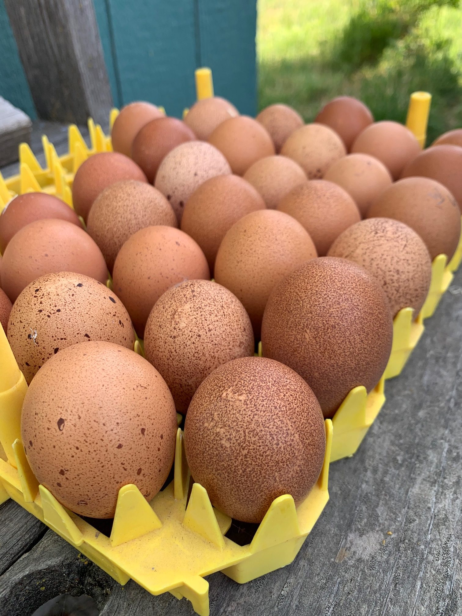 golden heritage egg farm