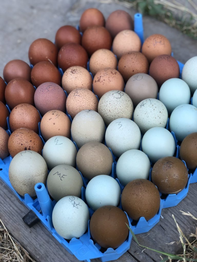 chicken-egg-colors-by-breed-alchemist-farm